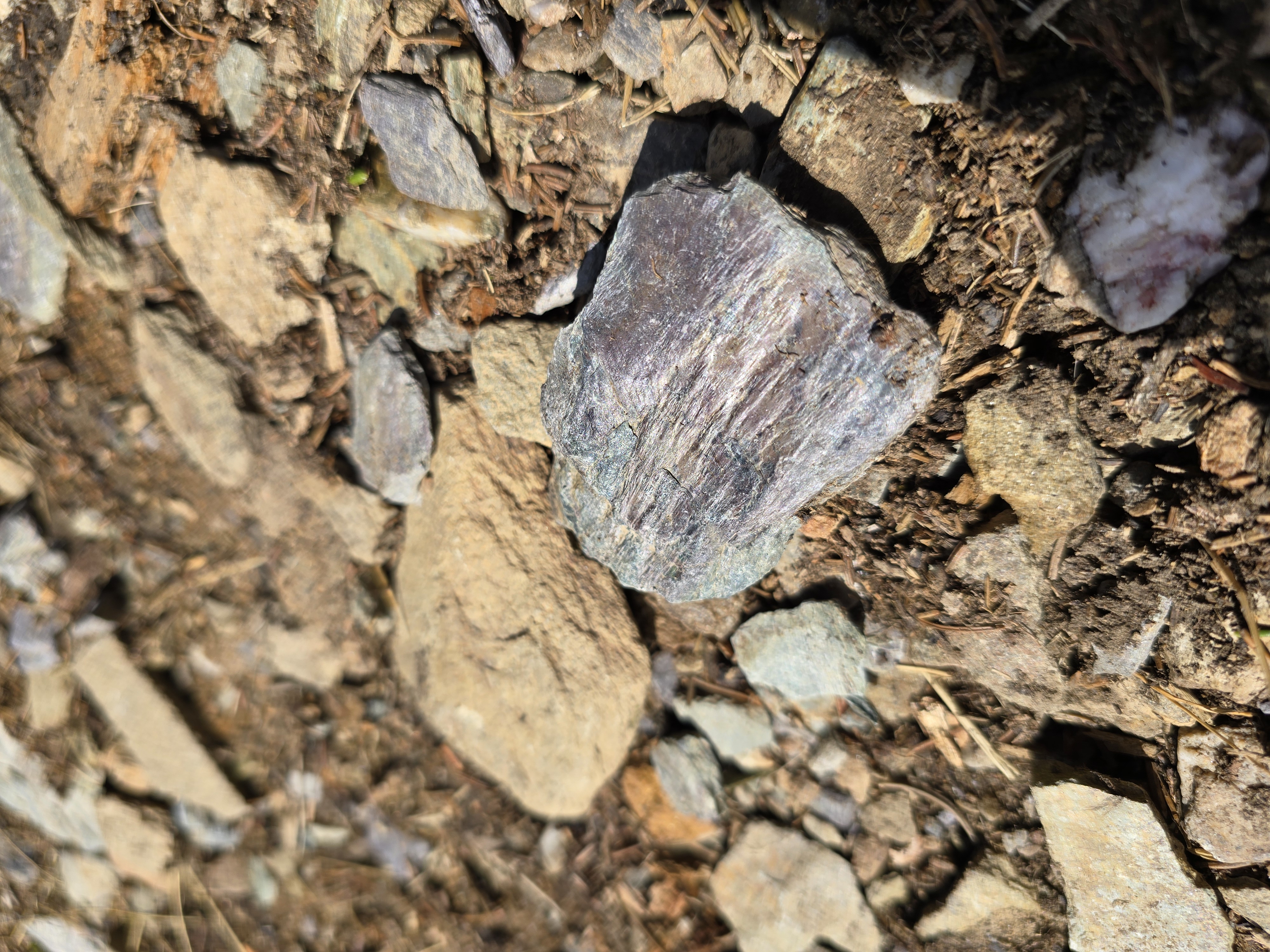 Violettgraue schiefrige Steine vom Feldberg im Taunus