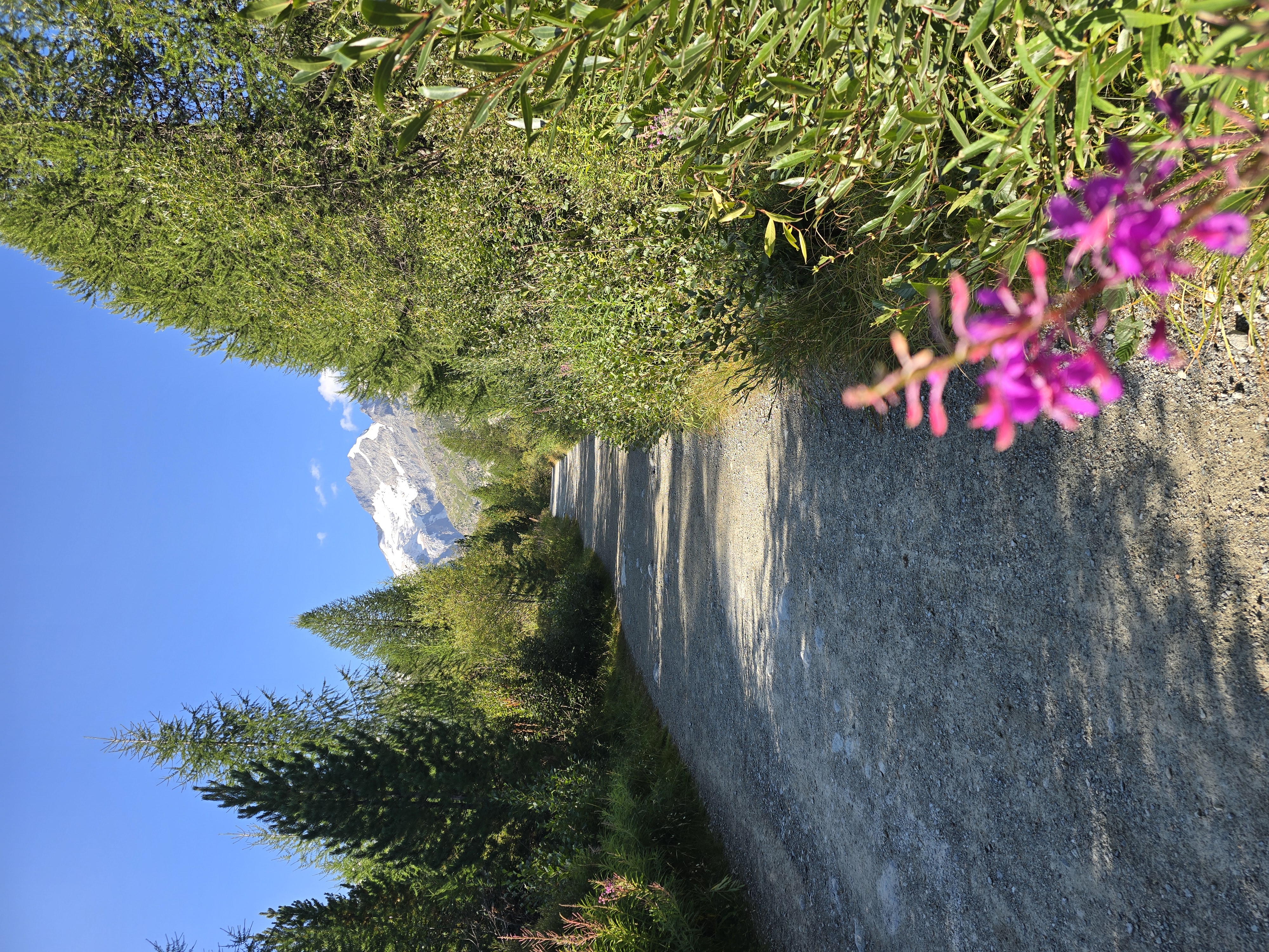 Wanderweg durch den Bergwald in Richtung Morteratschgletscher